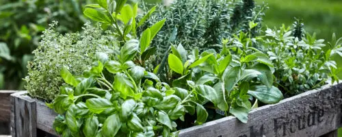 Verschiedene Kräuter wie Basilikum und Rosmarin in einer Holzkiste.
