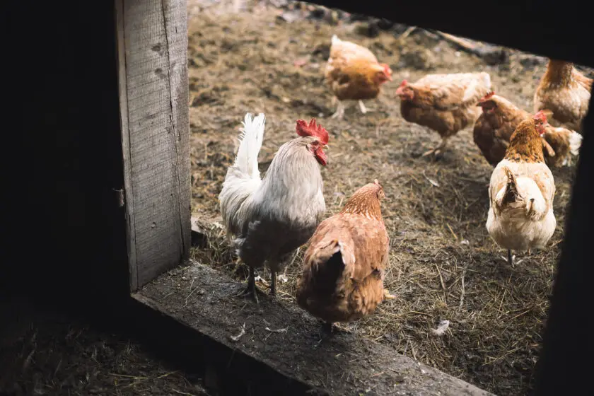 Hühner und ein weißer Hahn stehen im offenen Hühnerstall auf Stroh.