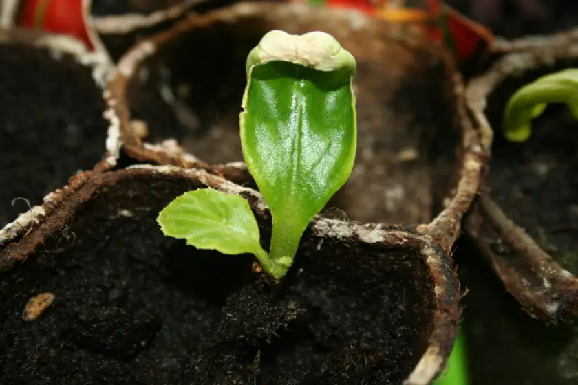 Kleiner Keimling mit ersten Blättern in Anzuchttopf aus Erde.