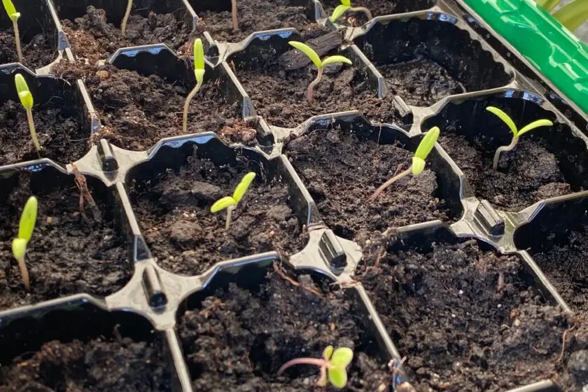 Junge Keimlinge wachsen in einer Anzuchtschale mit Erde.