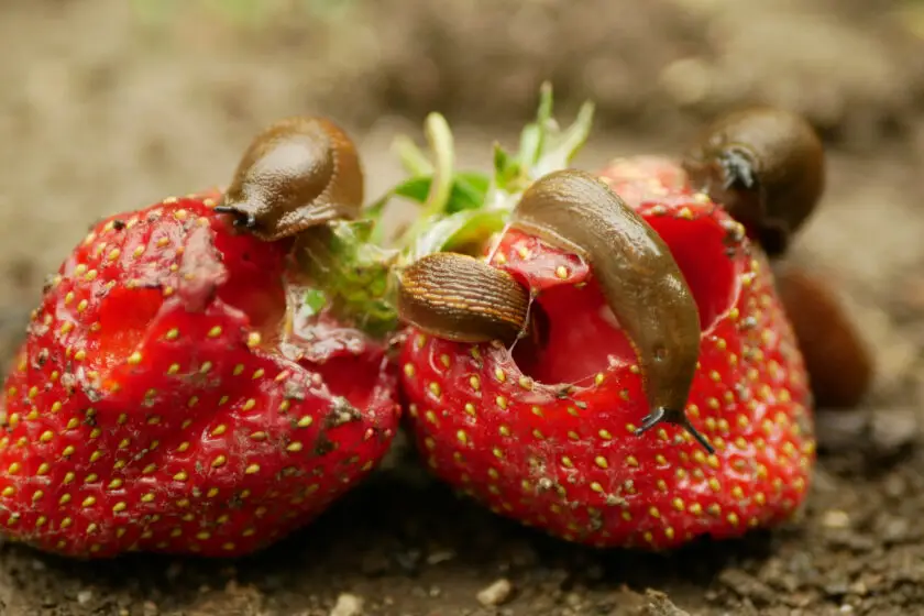 Nacktschnecken fressen reife Erdbeeren direkt im Gartenbeet.