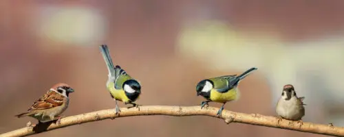 Vier kleine Vögel sitzen nebeneinander auf einem Ast, zwei Meisen und zwei Spatzen.