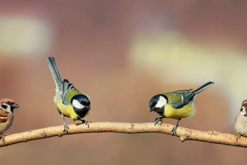 Vier kleine Vögel sitzen nebeneinander auf einem Ast, zwei Meisen und zwei Spatzen.