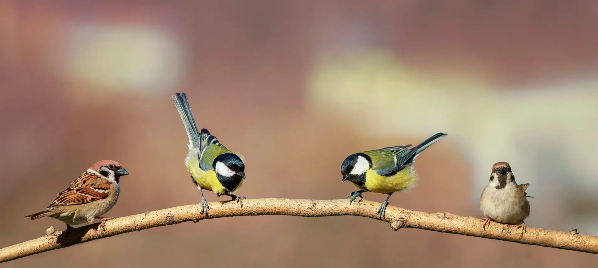 Gefiederte Gäste in deinem Garten
