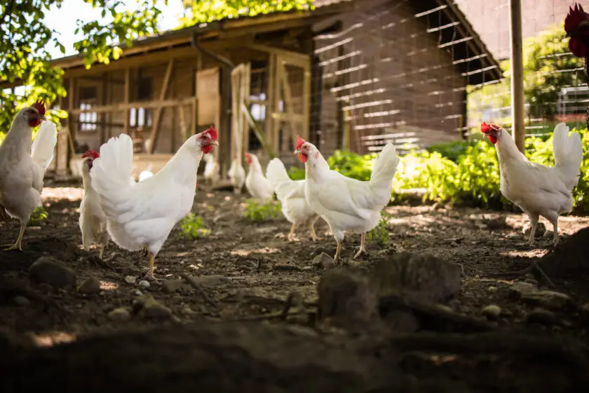 Weiße Hühner laufen im schattigen Auslauf vor dem Hühnerstall.