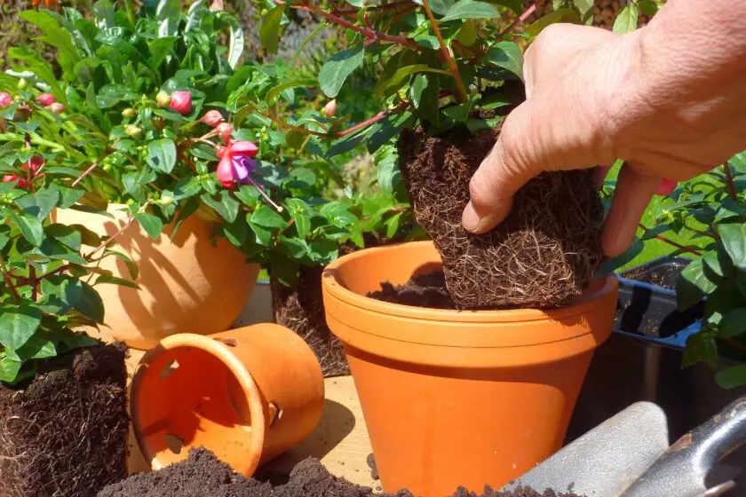 Balkonpflanze wird mit Wurzelballen in einen größeren Topf mit frischer Erde umgetopft.