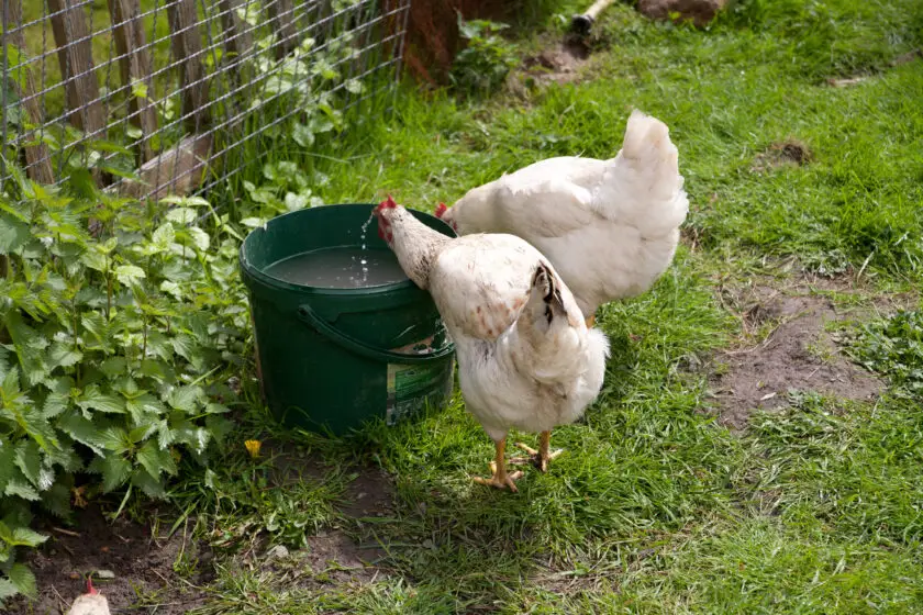 Zwei weiße Hühner trinken Wasser aus einem Eimer im Hühnerauslauf.