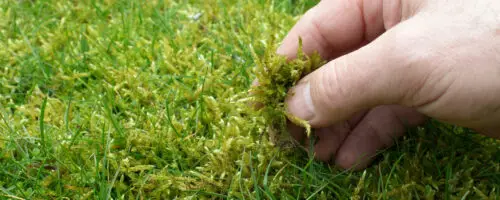 Hand entfernt Moos aus einem Rasen im Garten.