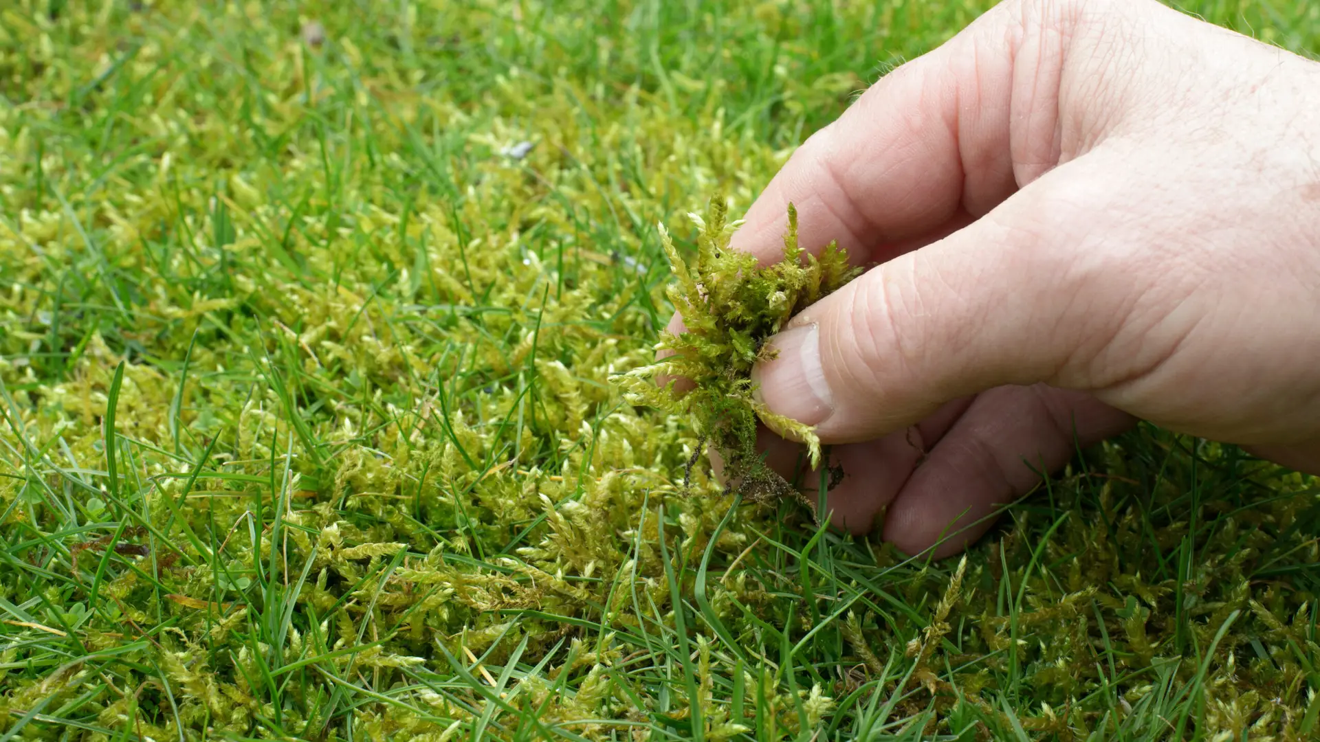 Startschuss für den Rasen – der Frühling hält Einzug