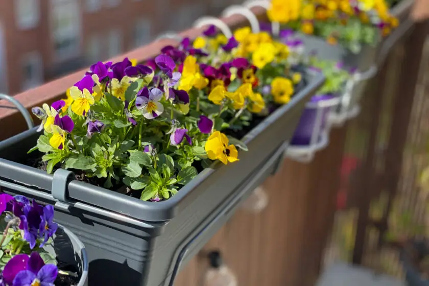 Bunte Stiefmütterchen im Balkonkasten am Geländer.