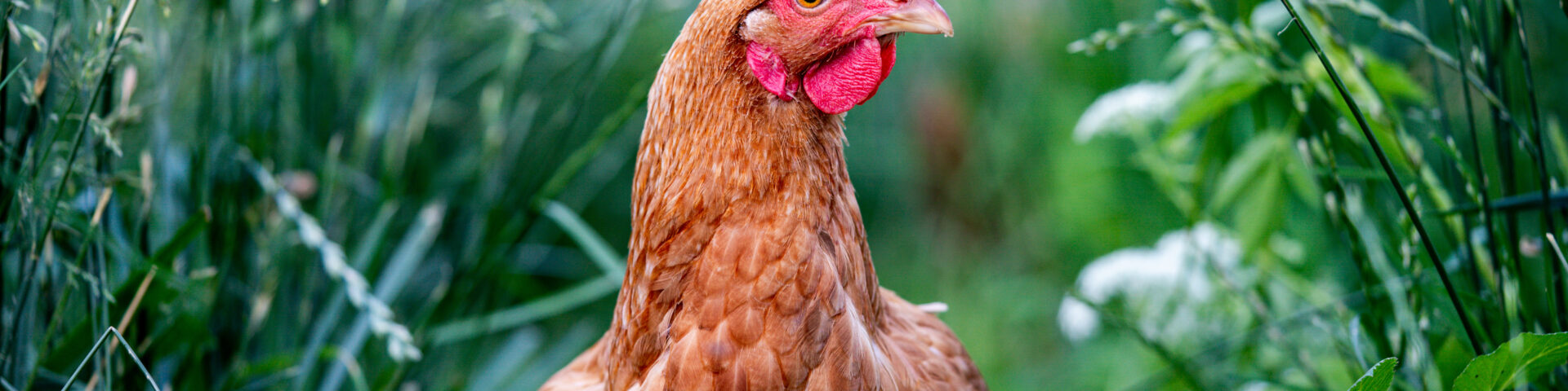 Braunes Huhn steht im hohen Gras im naturnahen Garten.