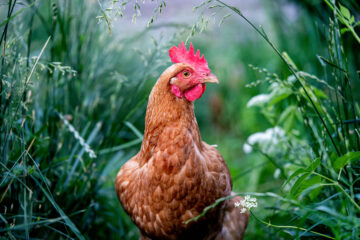 Braunes Huhn steht im hohen Gras im naturnahen Garten.