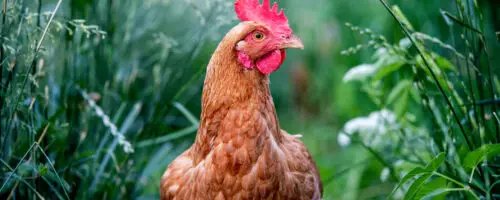 Braunes Huhn steht im hohen Gras im naturnahen Garten.
