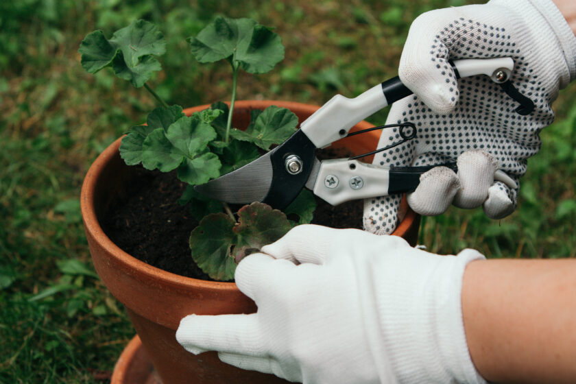 Hand mit Gartenschere schneidet Geranie in einem Blumentopf.
