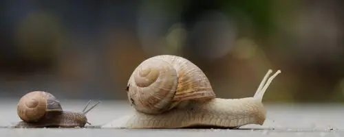 Zwei Weinbergschnecken kriechen hintereinander über einen Weg im Garten.