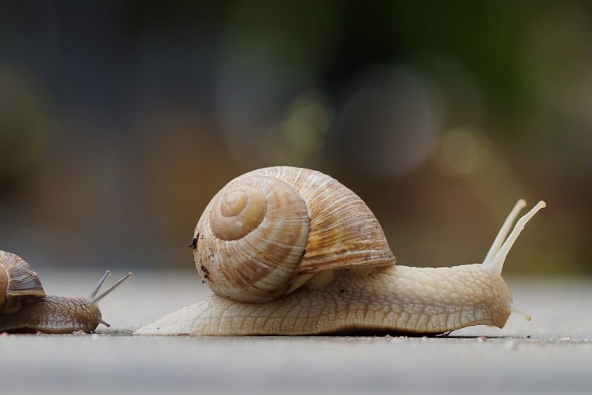 Zwei Weinbergschnecken kriechen hintereinander über einen Weg im Garten.