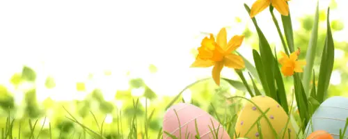 Gelbe Narzissen und bunte Ostereier im grünen Gras bei Sonnenschein.