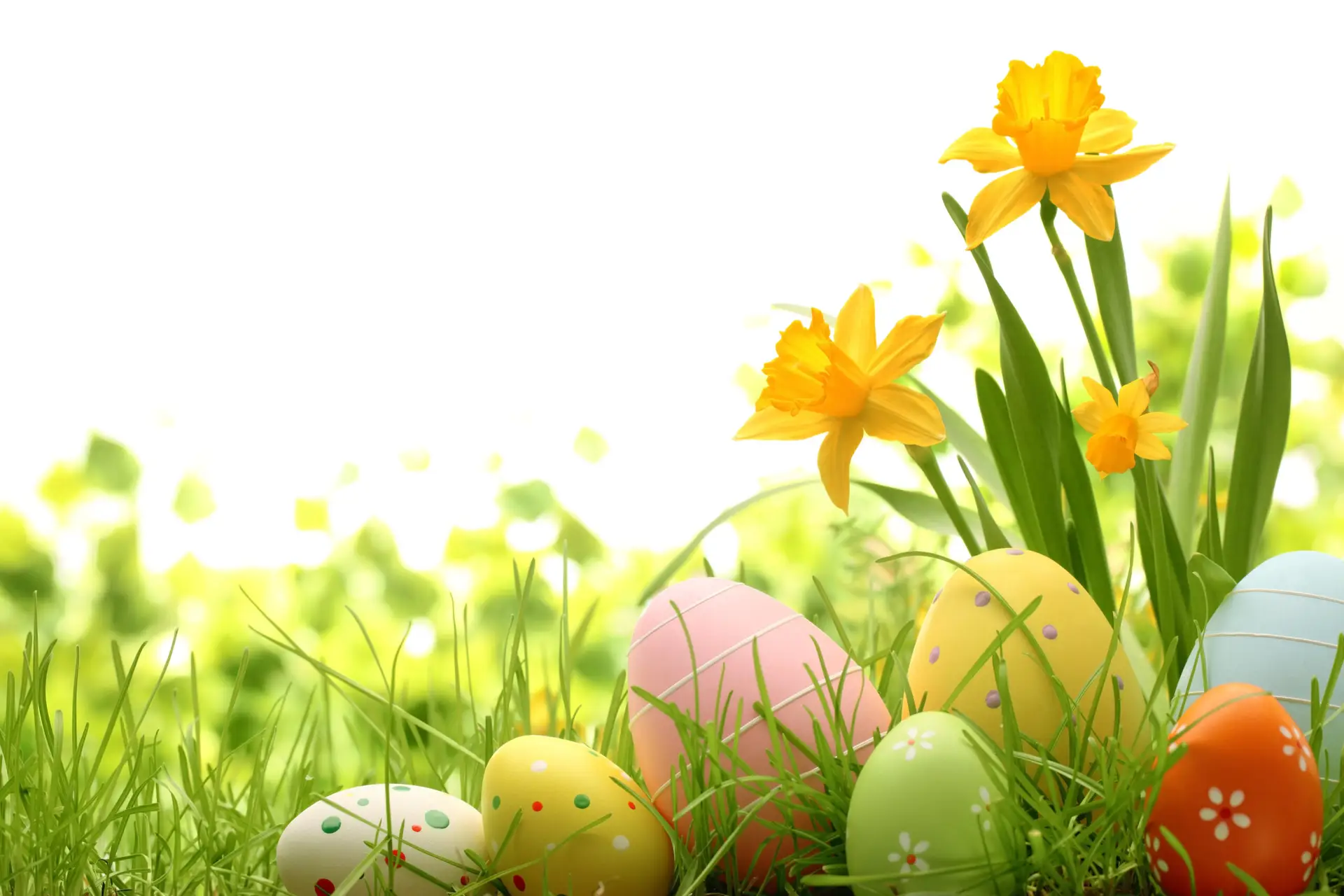 Die schönsten Pflanzen zu Ostern