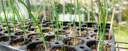 Junge grüne Schnittlauch Keimlinge in Anzuchtschale mit Erde im Gewächshaus.