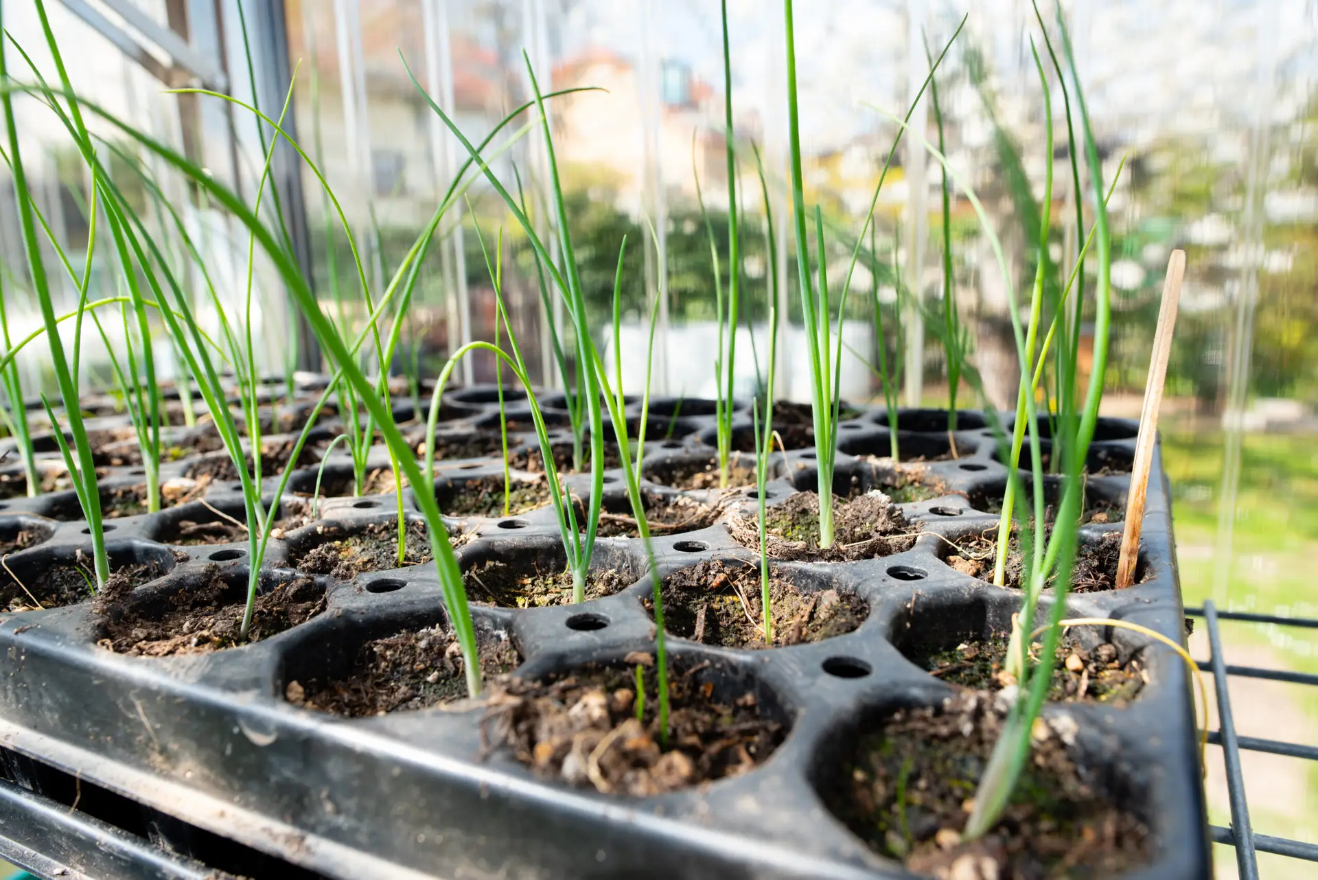 Gemüseaussaat im April – jetzt füllt sich das Beet
