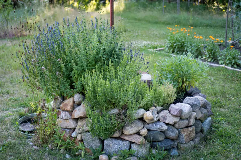 Kräuterspirale aus Natursteinen mit verschiedenen Gartenkräutern im Beet.