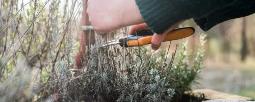 Hand schneidet trockene Lavendelstängel im Garten mit Gartenschere zurück.
