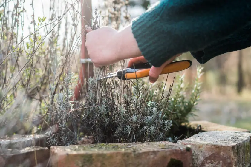 Hand schneidet trockene Lavendelstängel im Garten mit Gartenschere zurück.
