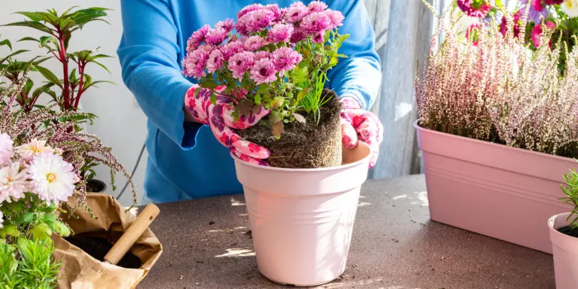 Chrysantheme wird mit Wurzelballen in einen Blumentopf gesetzt und zum Vermehren vorbereitet.