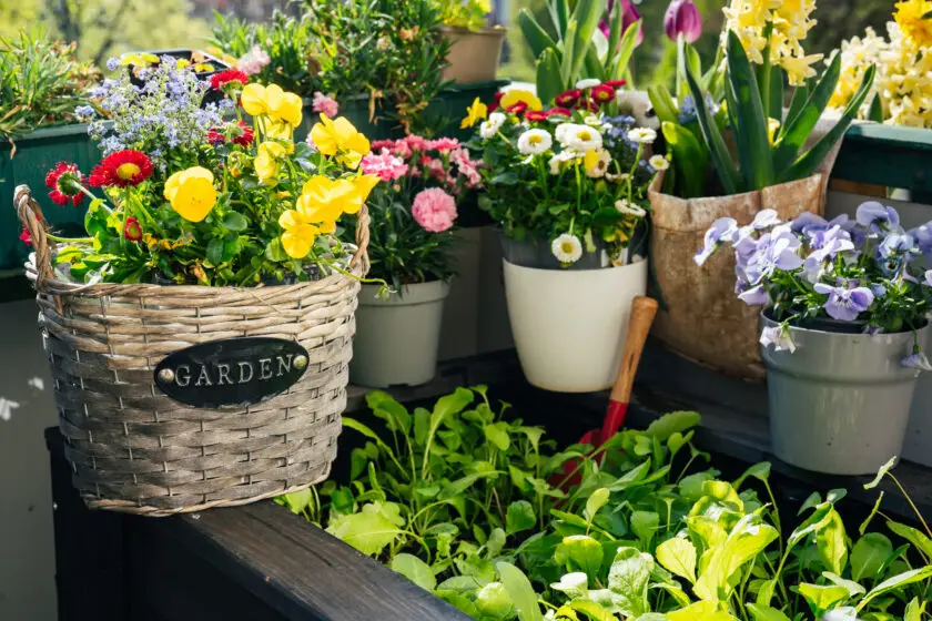 Bunte Frühlingsblumen und Kräuter in Töpfen auf einem sonnigen Balkon.