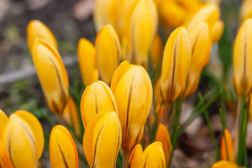 Gelbe Krokusblüten mit feinen Streifen im Frühlingsbeet.