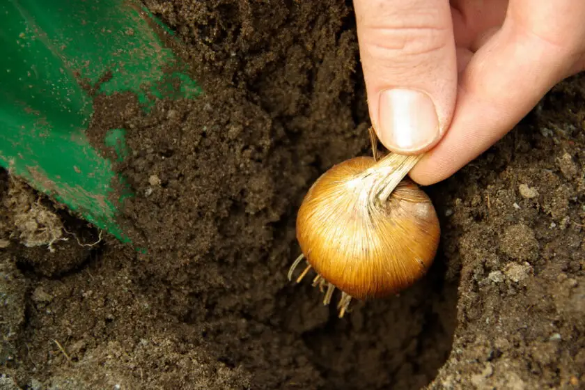 Hand setzt Steckzwiebel in lockere Gartenerde zum Einpflanzen.