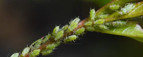 Grüne Blattläuse sitzen dicht gedrängt auf einem Pflanzenstängel.