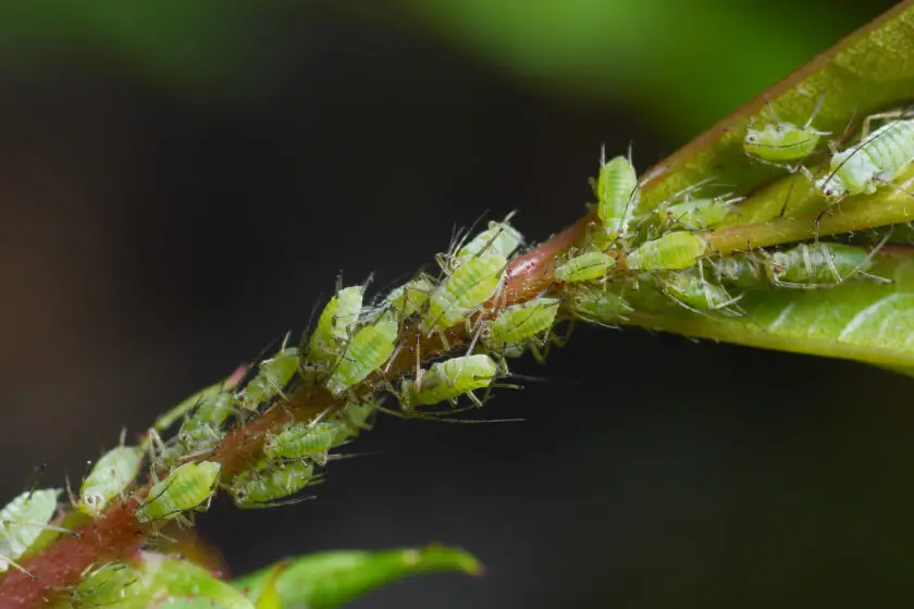 Grüne Blattläuse sitzen dicht gedrängt auf einem Pflanzenstängel.