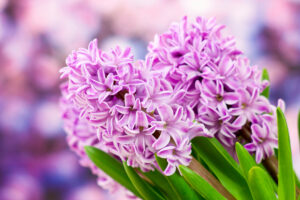 Hyazinthenblüten mit grünen Blättern in Nahaufnahme.