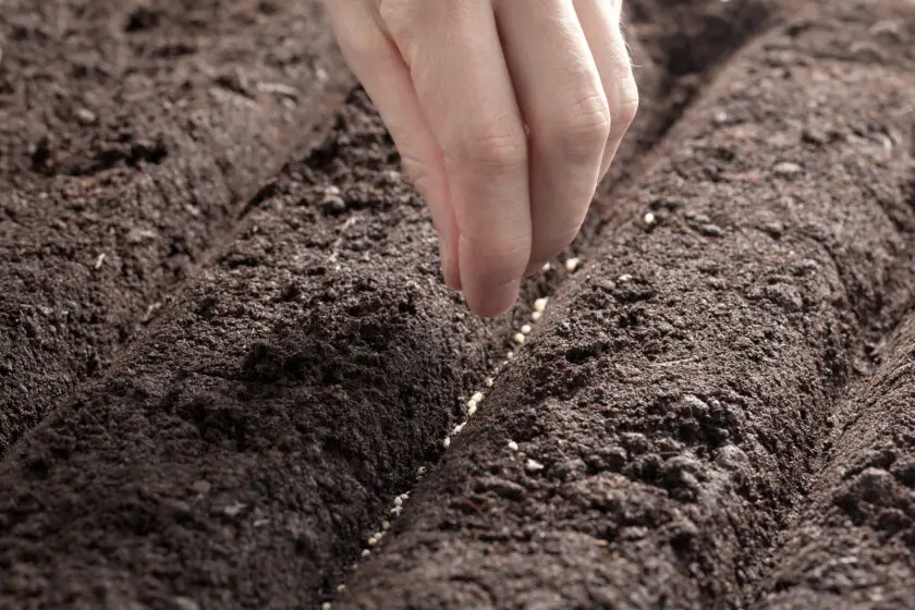 Hand sät kleine Samen in eine Furche im Gartenbeet.