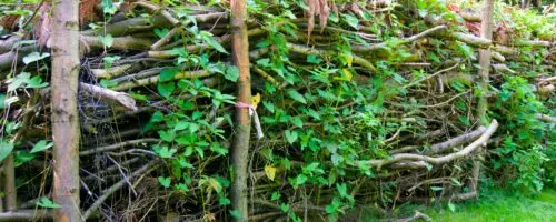 Totholzhecke aus gestapelten Ästen mit grünen Rankpflanzen im naturnahen Garten.