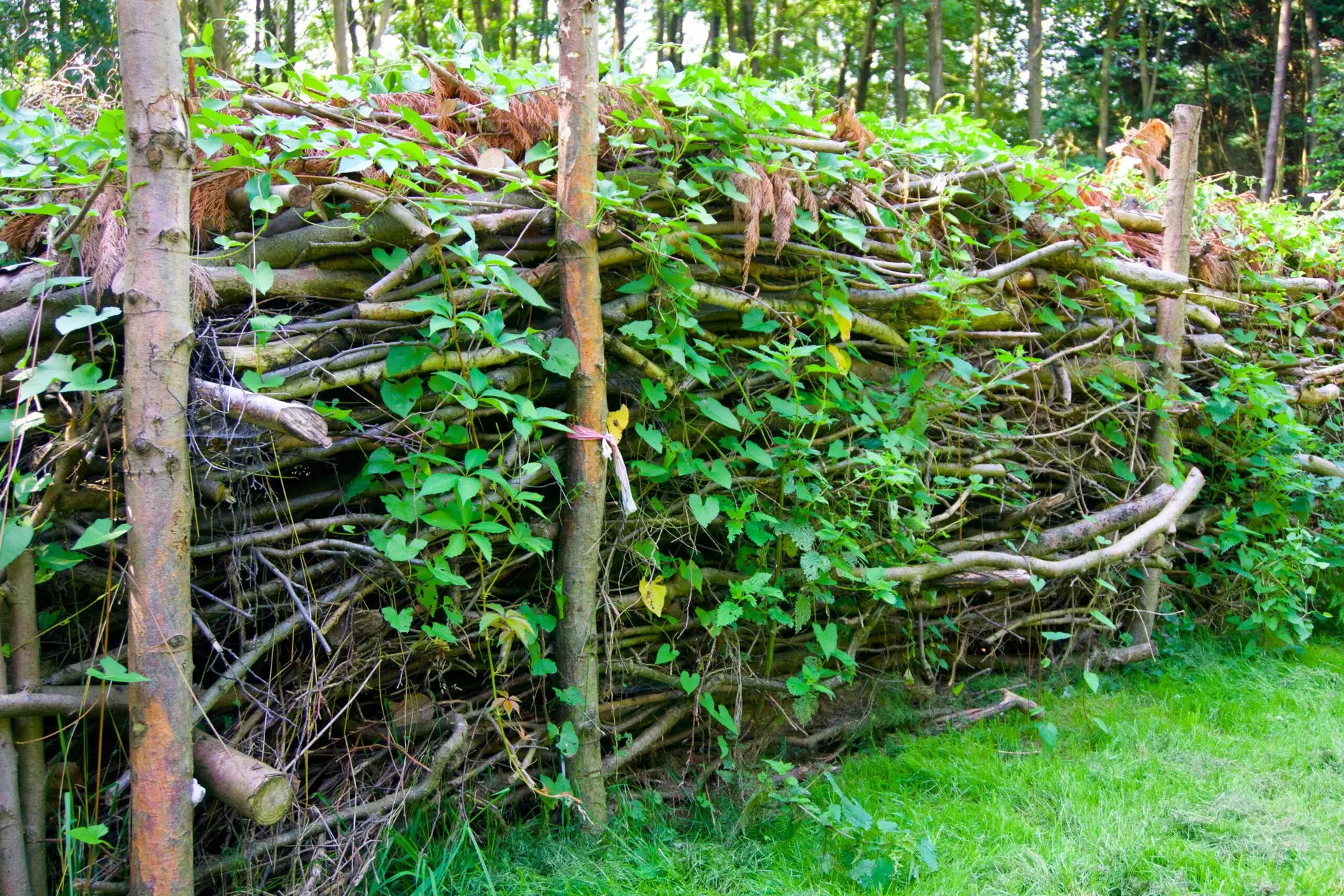 Totholzhecken im Garten – Schnittgut sinnvoll nutzen