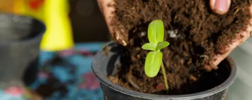 Junger Keimling wird in einen Blumentopf mit frischer Erde eingesetzt.