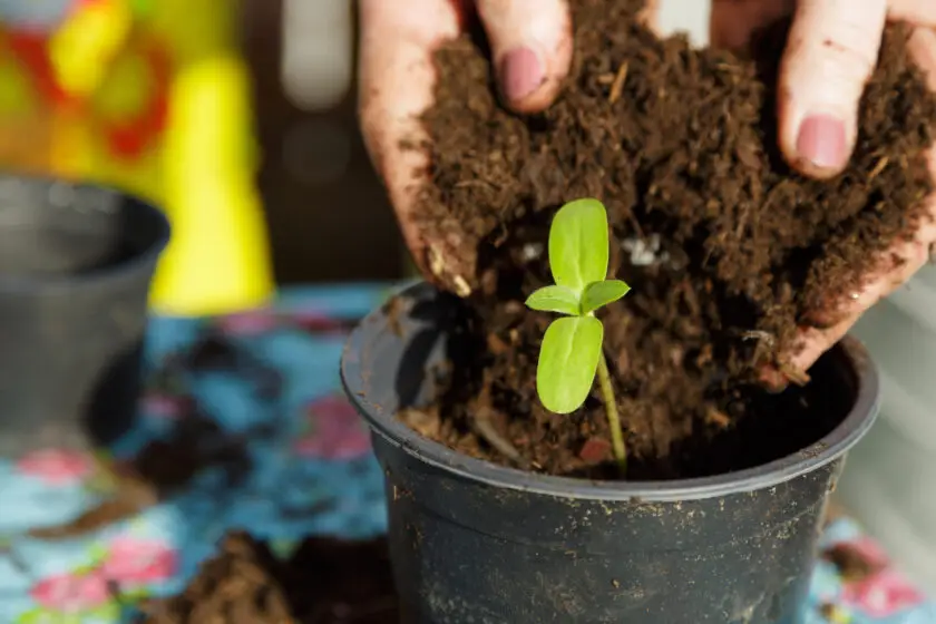 Junger Keimling wird in einen Blumentopf mit frischer Erde eingesetzt.