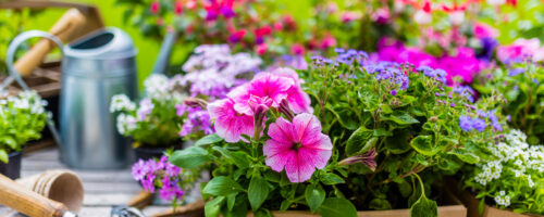 Bunte Frühlingsblumen in Kisten mit Gartengeräten auf einem Tisch.