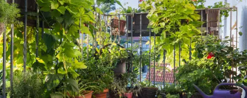 Üppiger Balkon Garten mit vielen grünen Pflanzen in Töpfen und Rankpflanzen am Geländer.