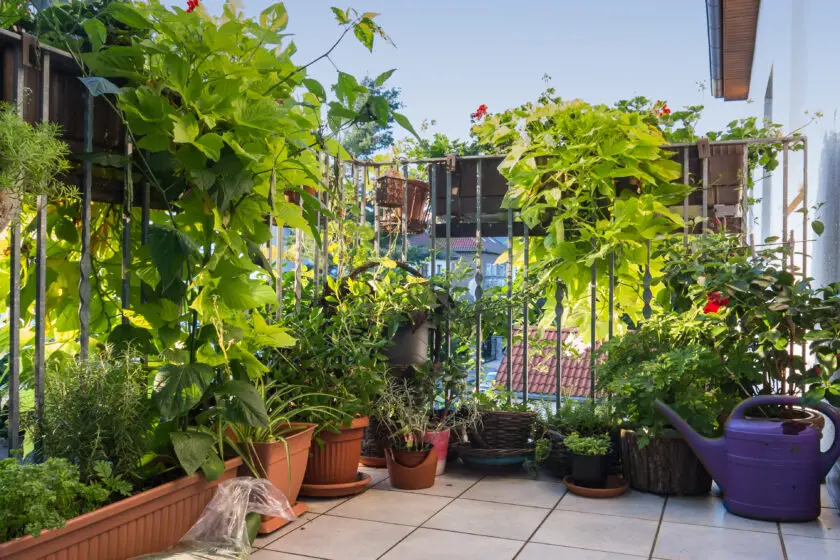 Üppiger Balkon Garten mit vielen grünen Pflanzen in Töpfen und Rankpflanzen am Geländer.