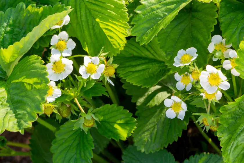 Erdbeerpflanze mit weißen Blüten und grünen Blättern im Gartenbeet.