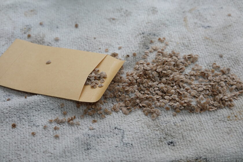 Tamarillo Samen aus Papiertüte auf hellem Untergrund verstreut.