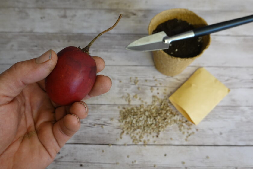 Hand hält rote Tamarillo über verstreuten Samen und Anzuchttopf.