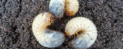 Engerlinge im Boden als Larven von Käfern im Garten.