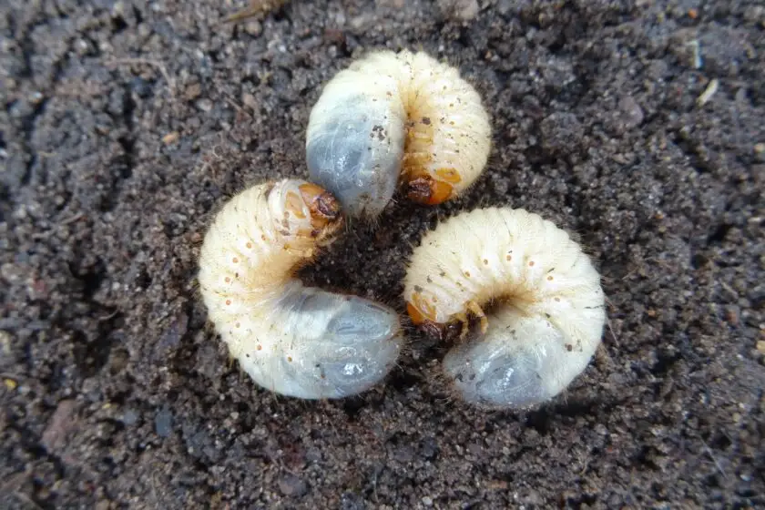 Engerlinge im Boden als Larven von Käfern im Garten.