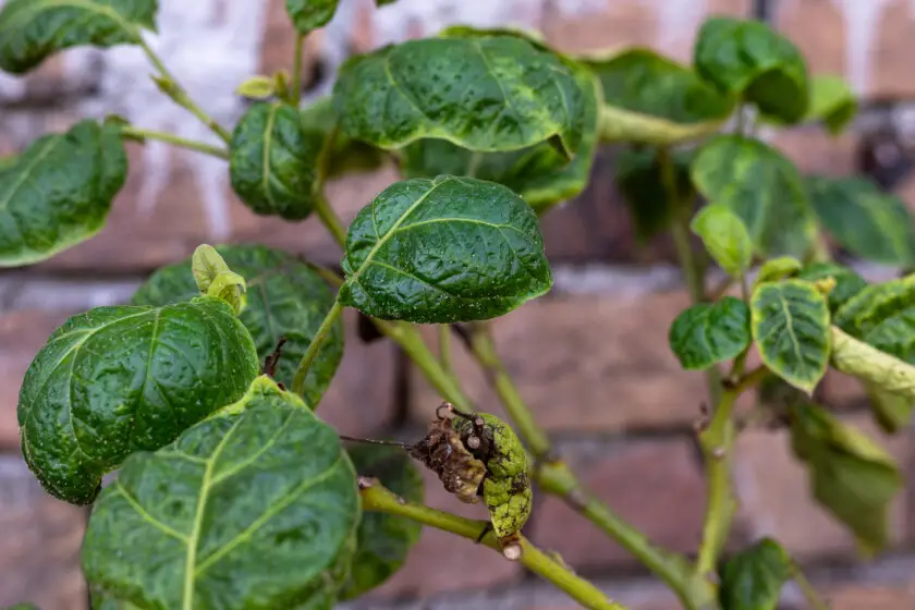 Tamarillo Pflanze mit geschädigten Blättern und braunen Stellen