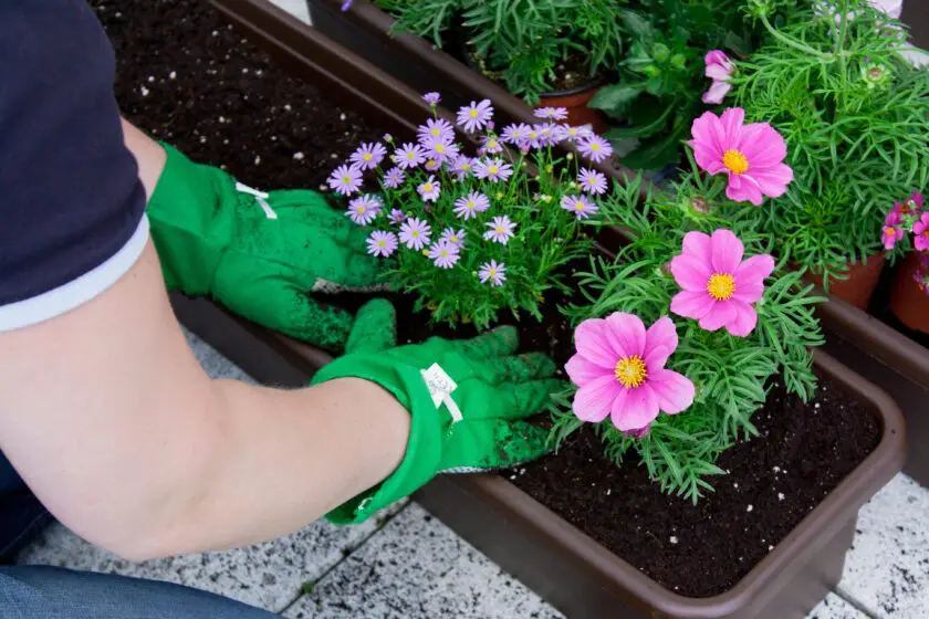 Blumen werden mit Abstand in einen Balkonkasten mit frischer Erde gepflanzt.