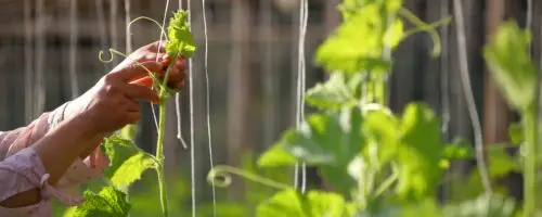 Junge Kletterpflanze wird an einer Rankhilfe aus Schnüren befestigt.